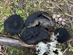 Pseudosarcosoma latahense