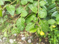 Capsicum rhomboideum