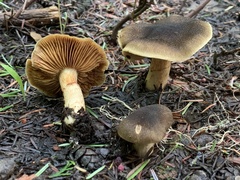 Cortinarius clandestinus