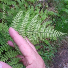 Dryopteris intermedia