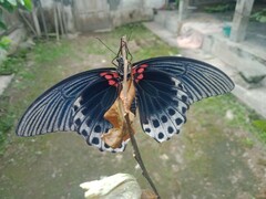 Papilio memnon