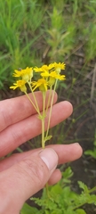 Packera pseudaurea semicordata