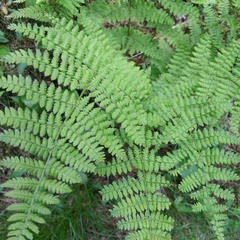 Dryopteris intermedia
