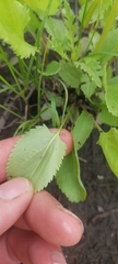 Packera pseudaurea semicordata