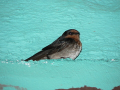 Hirundo domicola