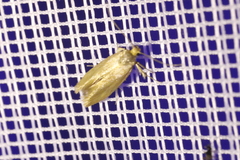 Crassa unitella