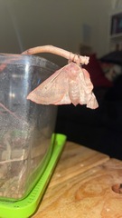 Anthela rubeola