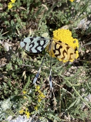 Nemoptera sinuata
