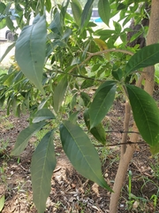 Melicope pteleifolia