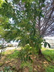 Melicope pteleifolia