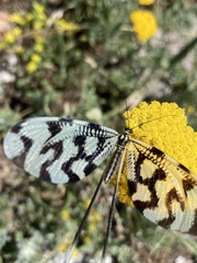 Nemoptera sinuata