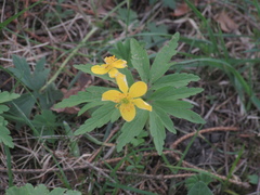 Anemonoides ranunculoides