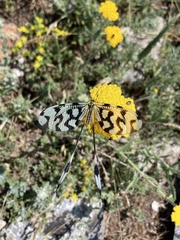 Nemoptera sinuata