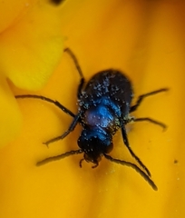 Nemognatha nemorensis