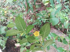 Capsicum rhomboideum
