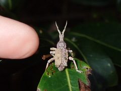 Leptopius setosus