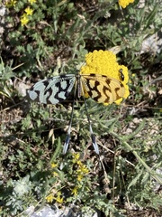 Nemoptera sinuata