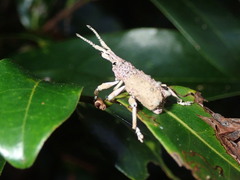 Leptopius setosus