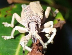 Leptopius setosus
