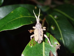 Leptopius setosus