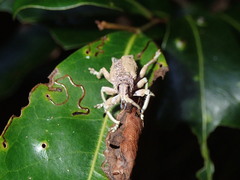 Leptopius setosus