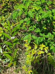Stachytarpheta urticifolia