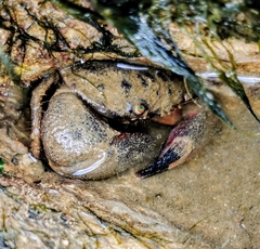 Myomenippe hardwickii