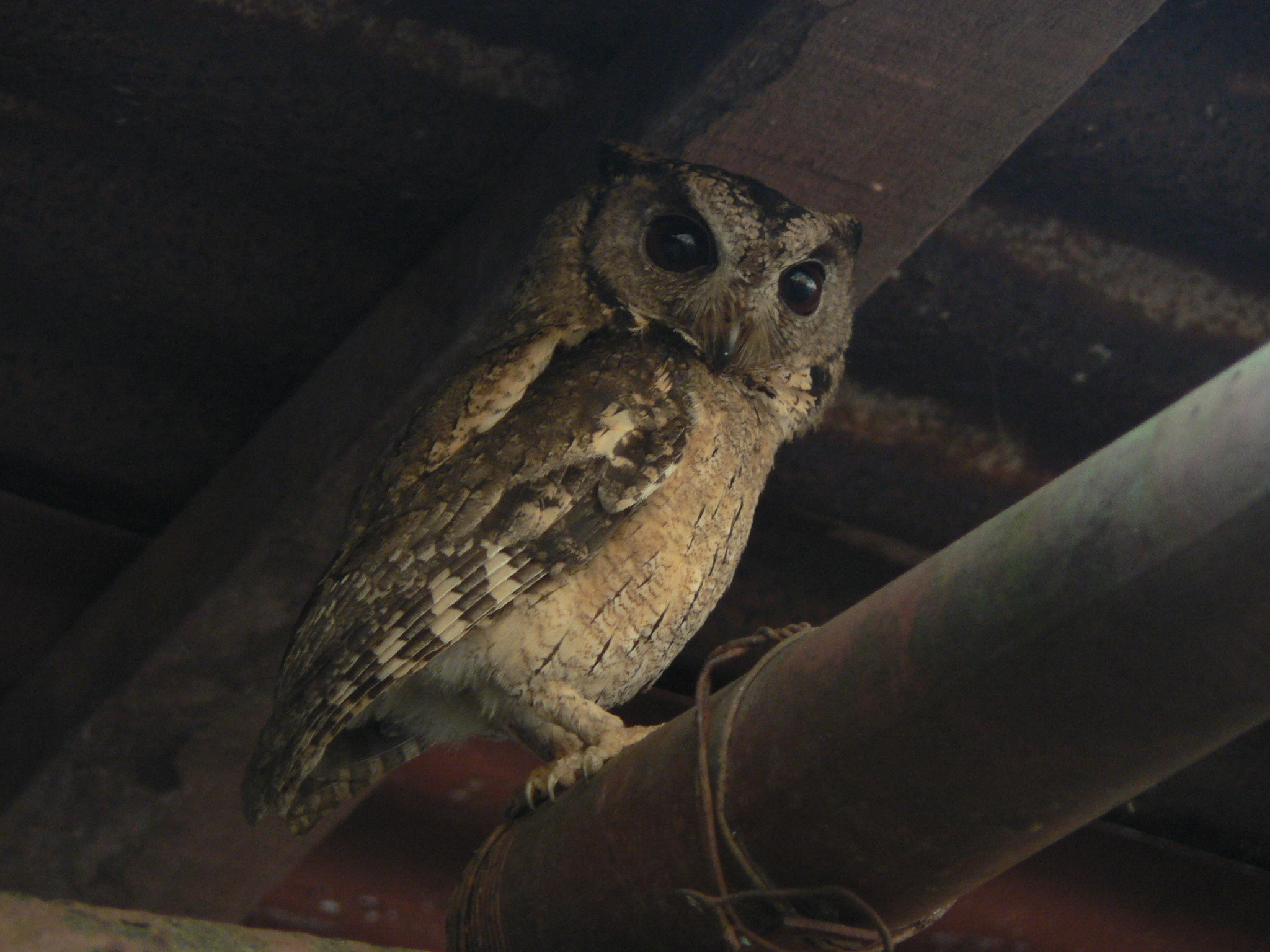 Indian Scops Owl
