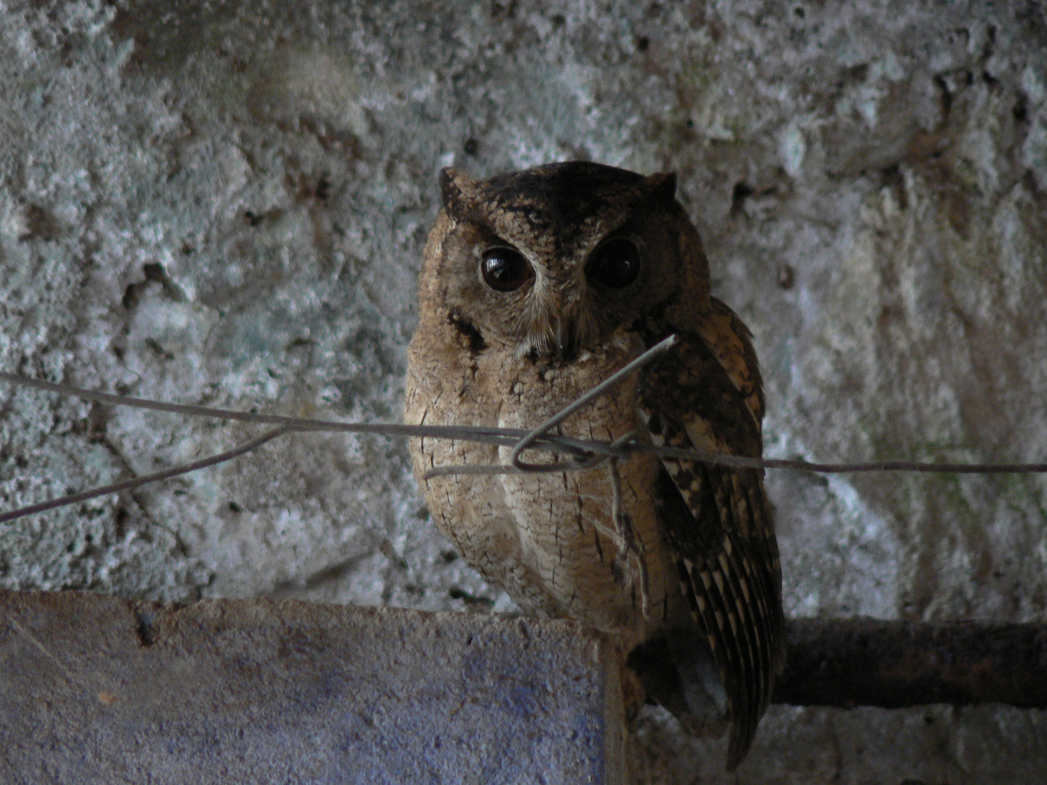 Indian Scops Owl