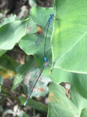 Enallagma divagans