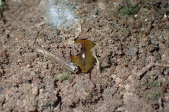 Sternolophus rufipes