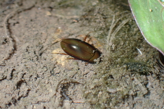 Sternolophus rufipes