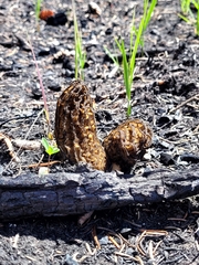 Morchella sextelata