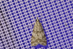 Scoparia pyralella