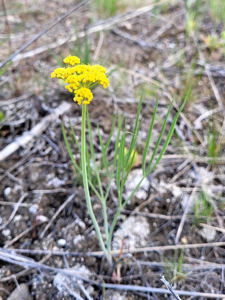 Ternate Desert-parsley