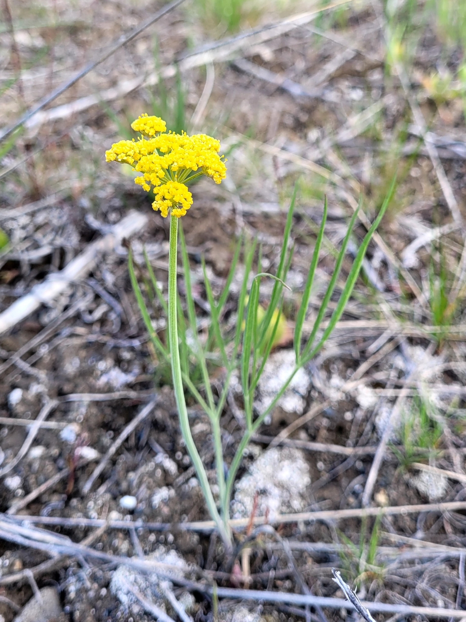 Lomatium triternatum
