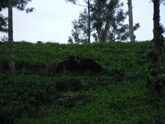Melursus ursinus ursinus