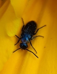 Nemognatha nemorensis