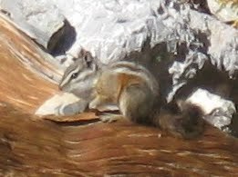 Palmer's Chipmunk