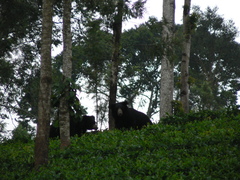 Melursus ursinus ursinus
