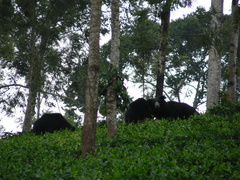 Melursus ursinus ursinus