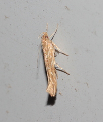 Pyroderces argyrogrammos