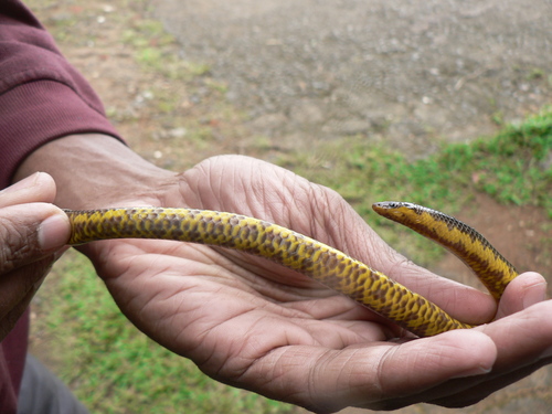 Ceylon Earth Snake, Uropeltis ceylanica