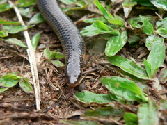Uropeltidae