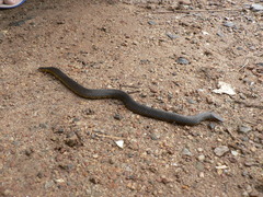 Uropeltidae