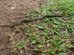 Uropeltidae