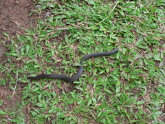 Uropeltidae