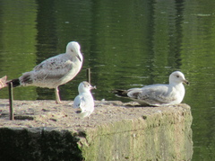 Larus argentatus