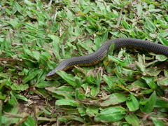 Uropeltidae
