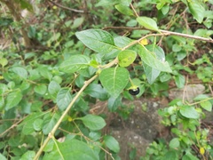 Capsicum rhomboideum